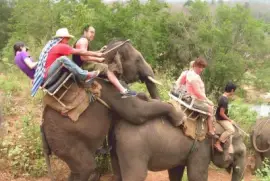 ELEFANTES TRABAJANDO.