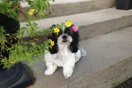 Basia looks like a Flower Girl