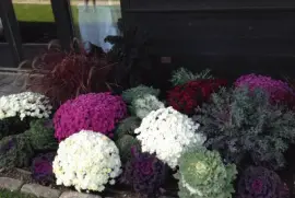 Plants outside the VonTrapp Mountain Vermont