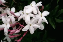 jasmin