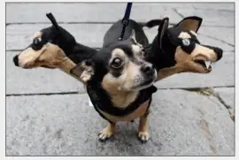 put on this dress, I have not been bullied other dogs