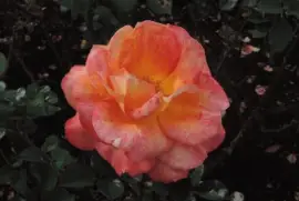 Rosa
