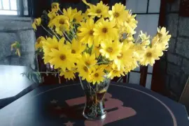 margaritas amarillas