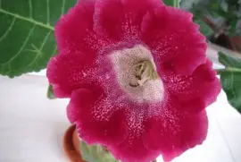 gloxinia
