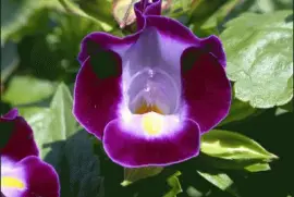 gloxinia