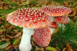 Fly Agaric Mushroom