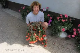 BoÅ¾iÄni kaktus