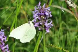 פאזל של CekinÄek