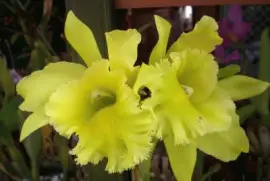 Orquideas 2