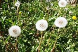 Semente Dente de LeÃ£o