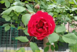 file: /F:/animals/fotografije 202013/8.11.2013/IM