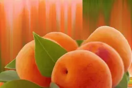 abricots