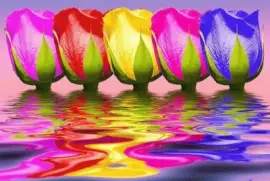 Colored Tulips