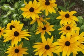 Black-eyed Susans
