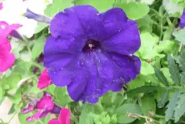 Purple Petunia