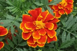 Awesome orange marigolds