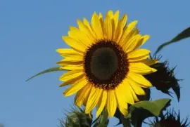 Bright yellow sunflower
