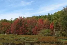 Fall colours in Douglasfield NB