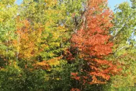 Fall colours  backroads of Renous NB