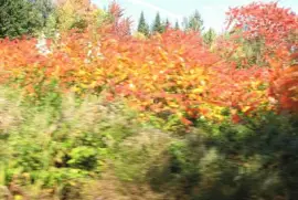More fall Renous colours