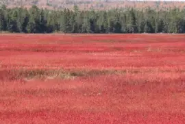 Blueberry field in the fall