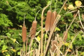 Bullrushes at the roadside