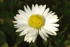 פאזל של Ã©rigeron