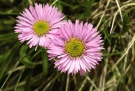 פאזל של Ã©rigeron