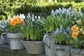 פאזל של Flores