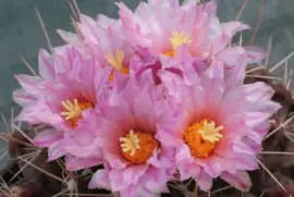 פאזל של Flores