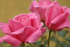 rosas