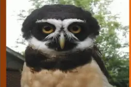 BÃºho de anteojos (Pulsatrix perspicillata)