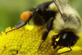 Abejorro con corbÃ­cula llena de polen