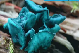 Chlorociboria aeruginascens