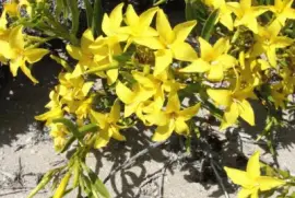 Skytanthus Acutus - NO Argentino