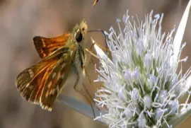 פאזל של Hesperia Comma