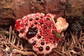 Hongo diente sangrante - Hydnellum peckii