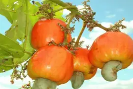 פאזל של CastaÃ±a de cajÃº - Anacardium occidentale