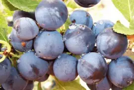 פאזל של Endrino - Prunus spinosa