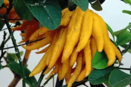 פאזל של Mano de BudaÂ (Citrus medicaÂ var.Â sarcodactylis)