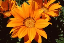 gazania