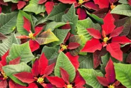 poinsettia