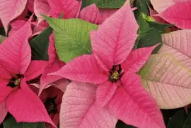 poinsettia