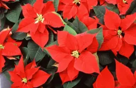 poinsettia