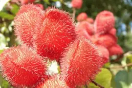 Urucum Bixa Orellana - AmÃ©rica