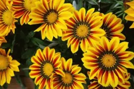 פאזל של Gazanias