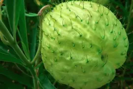 פאזל של Gomphocarpus physocarpus E.Mey.