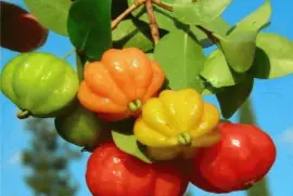 פאזל של Pitanga - Eugenia uniflora