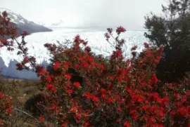 Glaciar y notro