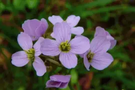 cardamine